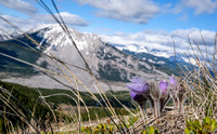 Pasqueflowers with Turtle Mountain in the bg.