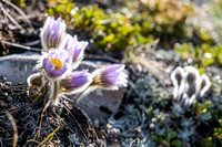 Pasqueflowers and the rising sun make for nice photos.