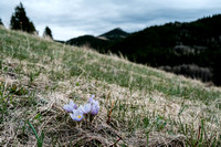 Pasqueflowers with Chimney Rock.