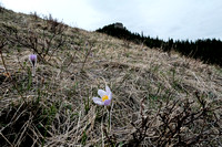 Pasqueflowers with Chimney Rock.