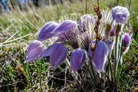 A bunch of Pasqueflowers.