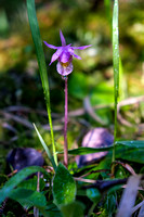 TONS of Calypso Orchids.