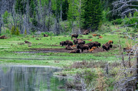 The Banff Bison Herd.