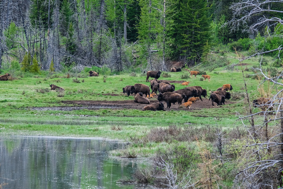 The Banff Bison Herd.