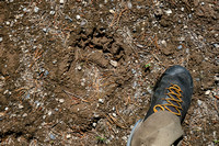 A grizzly track.