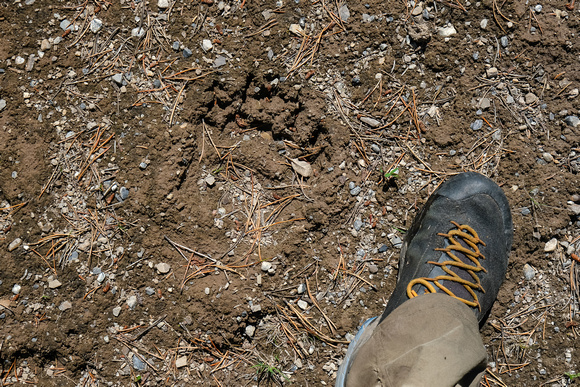 A grizzly track.