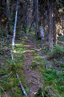 A trail in the forest above the old logging road.