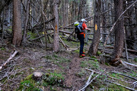 A trail in the forest above the old logging road.