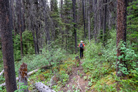 The trail to White Man Pass is a mix of good and downed trees.