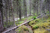 The trail to White Man Pass is a mix of good and downed trees.