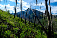 Ascending the south end of Mount Shanks through the open burn.