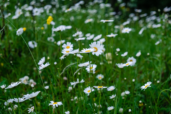 Oxeye Daisies are not native to Alberta.
