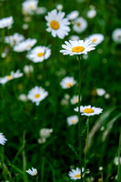 Oxeye Daisies are not native to Alberta.