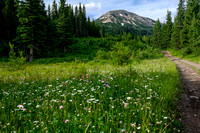 Wildflowers and Mount McCarty.