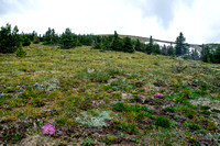 The gentle, flowererd, treed slopes to the broad summit.
