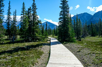 An interesting boardwalk across the Kootenay Plains prevents people walking all over the place here.