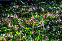 I've never seen so many twinflower before.