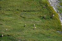 Dozens of sheep grazing in the Littlehorn Meadows.