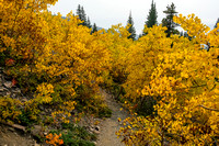 Returning back along the fall-colored trail.