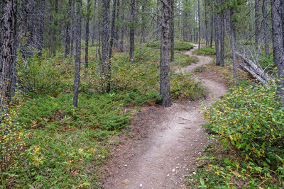A well used trail up the lower section of Vision Quest.