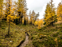 An intense larch forest as I work my way around the dried up tarn and towards the south end of Fatigue Mountain and an outlier of Golden Mountain.