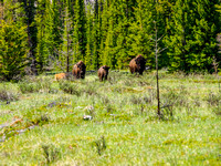 The Banff bison herd.