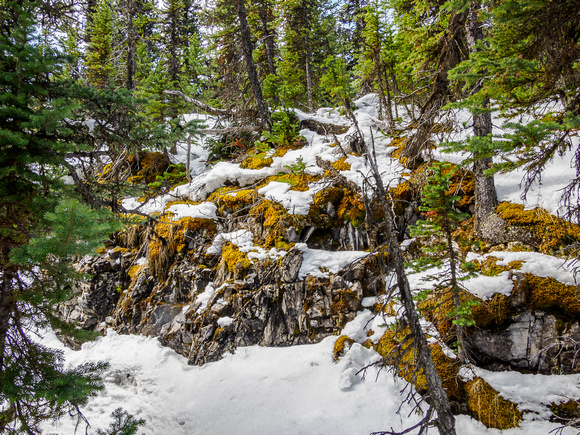 A snowy, bushy NE ridge of Finch Peak.
