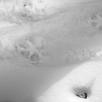 We thought the tracks were cat at first, but the front claws are out and it looked more 'dog' to me.