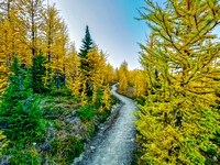 Incredible larch scenery on the Wonder Pass Trail.
