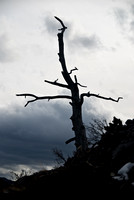 There are a lot of dead trees on the way up - making for some fantastic photography opportunities.