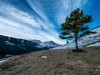 A lonely tree withstands the strong chinook winds on this grassy slope.